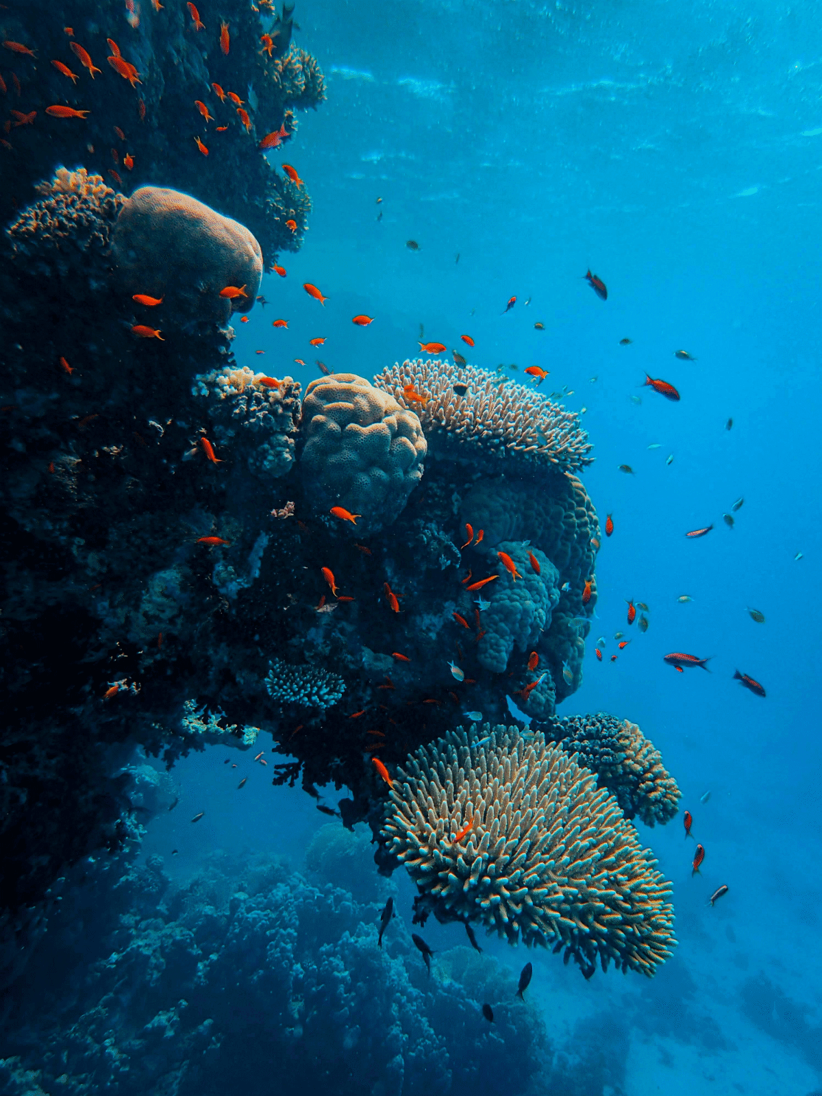 Healthy coral reef ecosystem